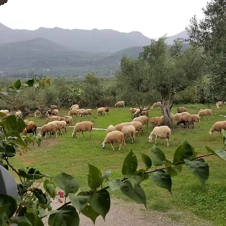 Evelina Καλαμάτα